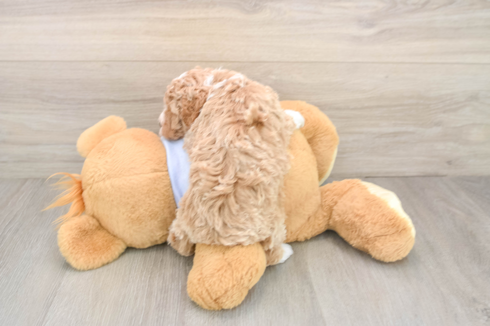 Friendly Poodle Baby