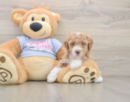 6 week old Poodle Puppy For Sale - Pilesgrove Pups