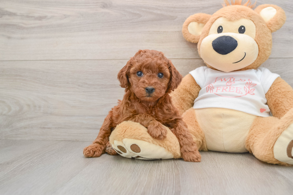 Poodle Puppy for Adoption