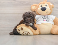 7 week old Poodle Puppy For Sale - Pilesgrove Pups