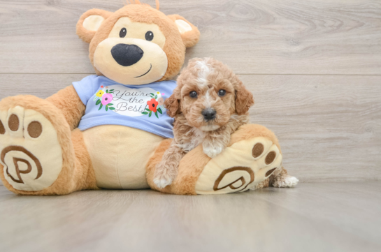 Poodle Pup Being Cute