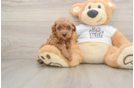 Energetic Caniche Purebred Puppy