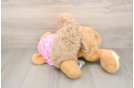 Playful Poodle Purebred Pup