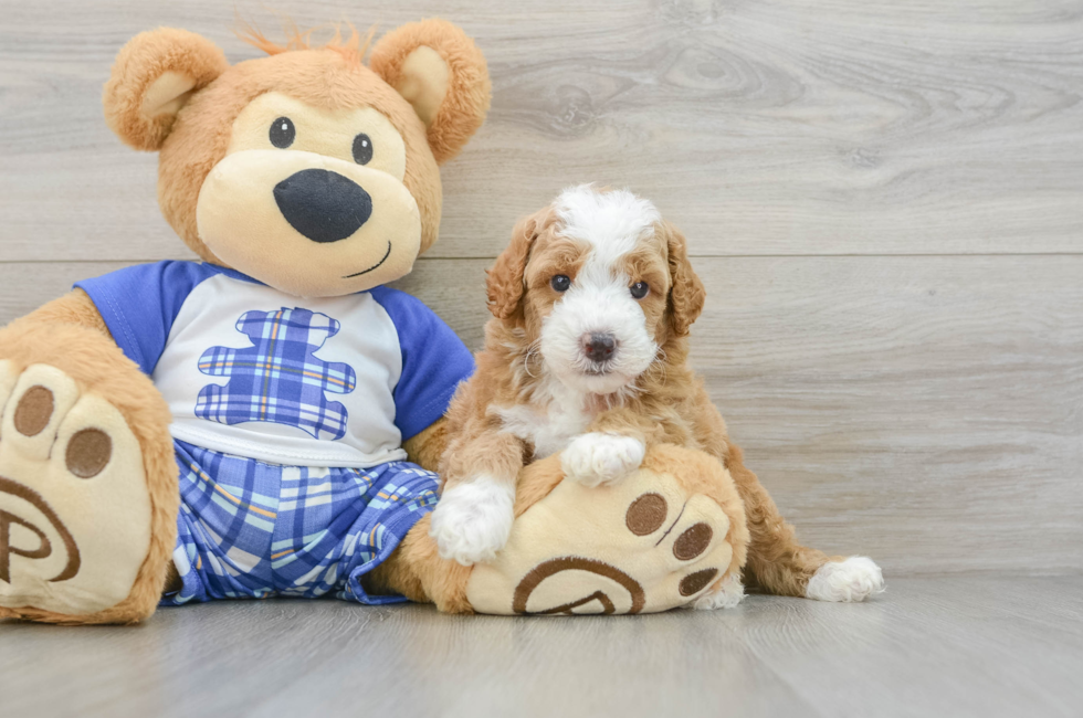 5 week old Poodle Puppy For Sale - Pilesgrove Pups