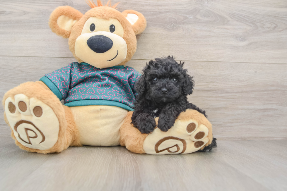 Energetic Toy Poodle Purebred Puppy