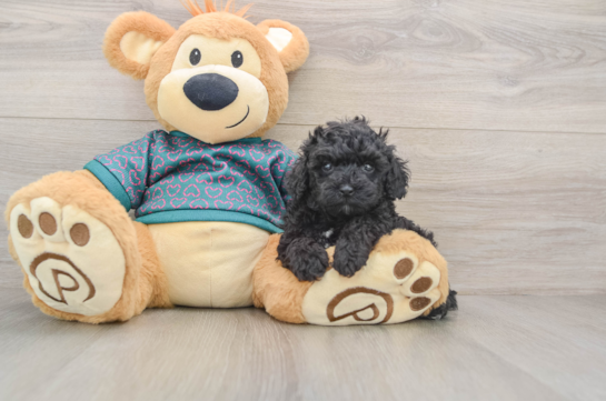 Energetic Toy Poodle Purebred Puppy