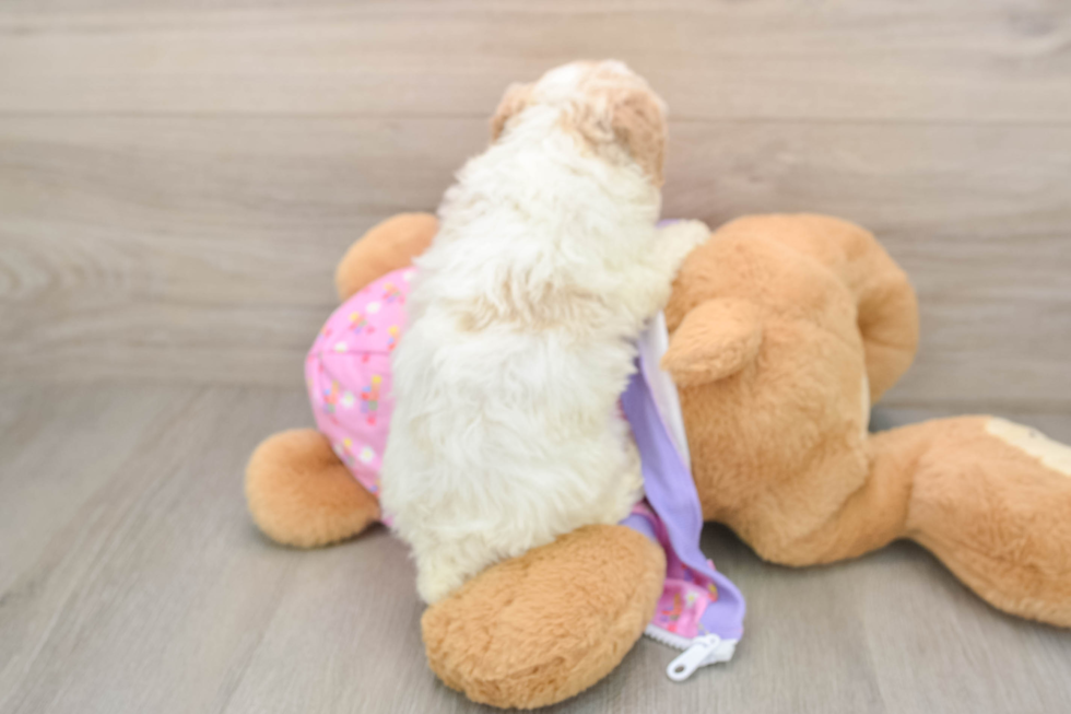 Petite Pudle Purebred Puppy