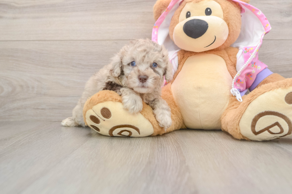 Hypoallergenic Poodle Purebred Pup