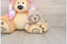 Poodle Pup Being Cute