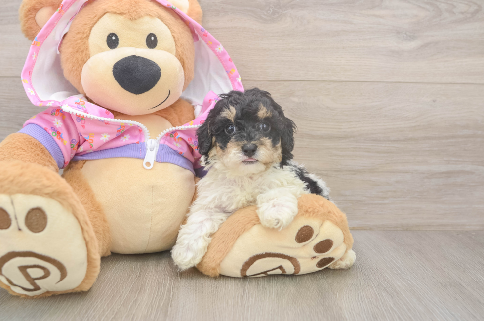 6 week old Poodle Puppy For Sale - Pilesgrove Pups