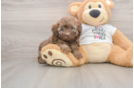 Smart Toy Poodle Purebred Puppy