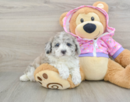 8 week old Poodle Puppy For Sale - Pilesgrove Pups