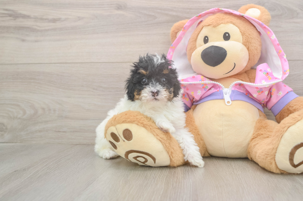 6 week old Poodle Puppy For Sale - Pilesgrove Pups