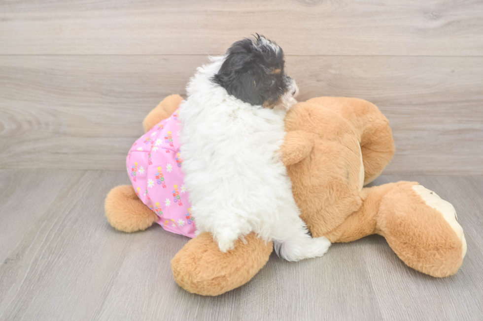 Poodle Pup Being Cute