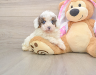 8 week old Poodle Puppy For Sale - Pilesgrove Pups