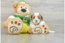 Cute Ausstzu Designer Puppy