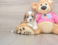5 week old Saussie Puppy For Sale - Pilesgrove Pups
