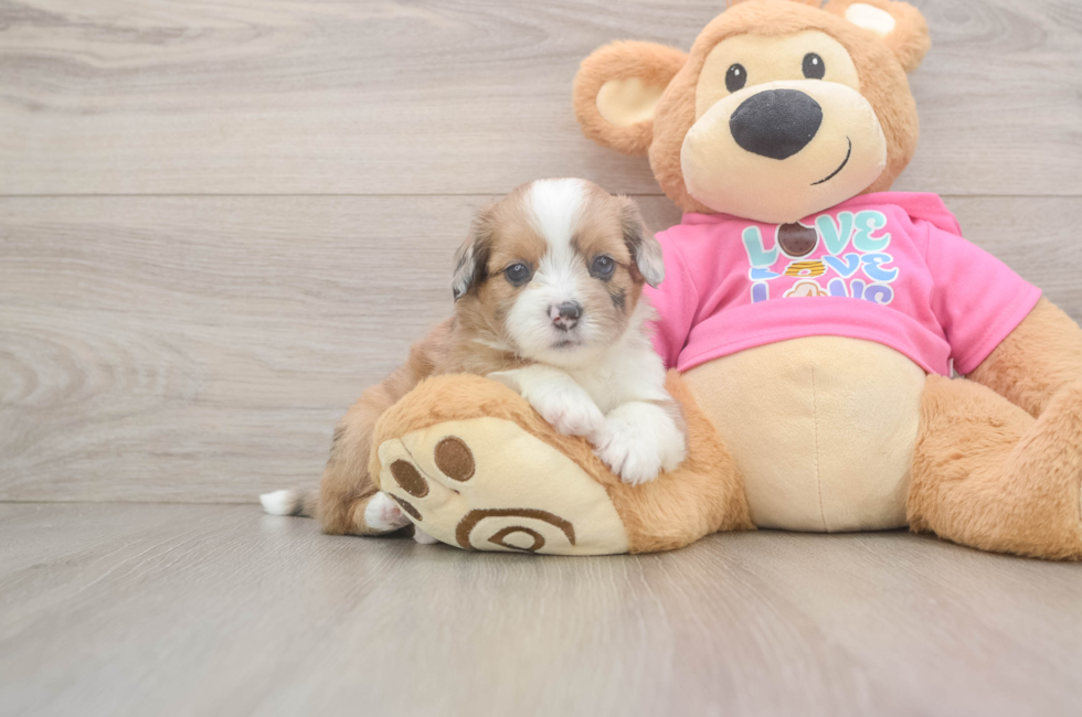 5 week old Saussie Puppy For Sale - Pilesgrove Pups
