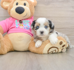 5 week old Saussie Puppy For Sale - Pilesgrove Pups