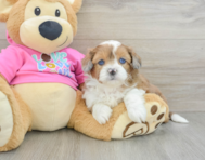 6 week old Saussie Puppy For Sale - Pilesgrove Pups