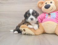 5 week old Saussie Puppy For Sale - Pilesgrove Pups