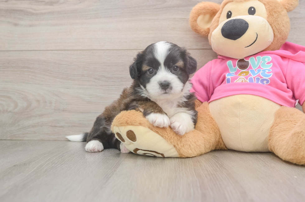 5 week old Saussie Puppy For Sale - Pilesgrove Pups