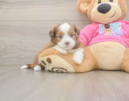 5 week old Saussie Puppy For Sale - Pilesgrove Pups