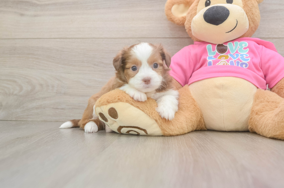 5 week old Saussie Puppy For Sale - Pilesgrove Pups