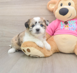 5 week old Saussie Puppy For Sale - Pilesgrove Pups