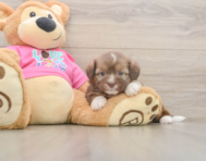 6 week old Saussie Puppy For Sale - Pilesgrove Pups