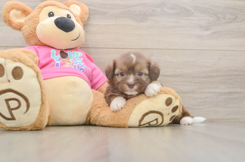 5 week old Saussie Puppy For Sale - Pilesgrove Pups