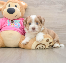 7 week old Saussie Puppy For Sale - Pilesgrove Pups
