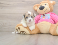 5 week old Saussie Puppy For Sale - Pilesgrove Pups