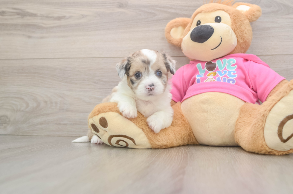 5 week old Saussie Puppy For Sale - Pilesgrove Pups
