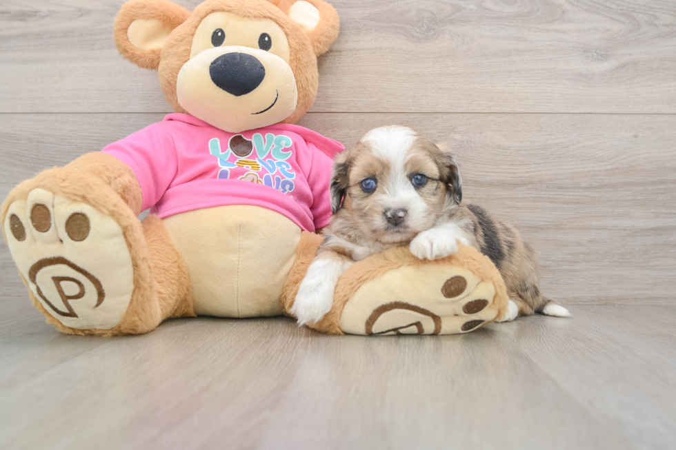 Cute Ausstzu Designer Puppy