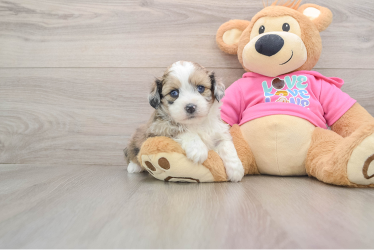 Cute Ausstzu Designer Puppy