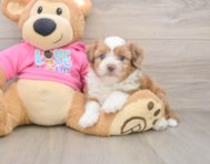 6 week old Saussie Puppy For Sale - Pilesgrove Pups