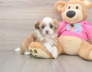 6 week old Saussie Puppy For Sale - Pilesgrove Pups