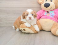 6 week old Saussie Puppy For Sale - Pilesgrove Pups