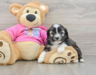 5 week old Saussie Puppy For Sale - Pilesgrove Pups