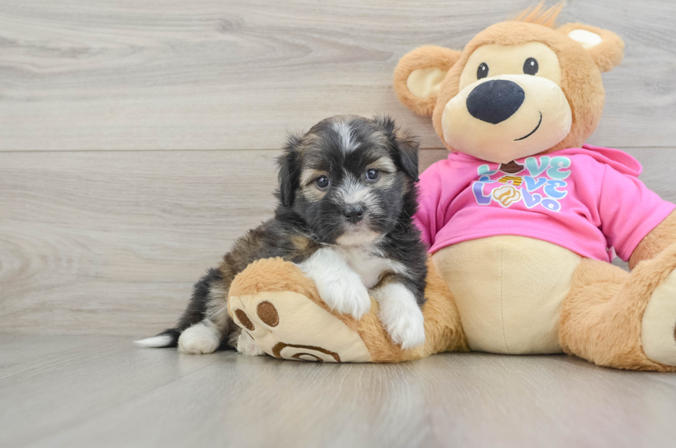 5 week old Saussie Puppy For Sale - Pilesgrove Pups