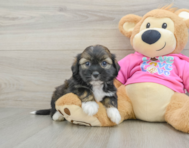 5 week old Saussie Puppy For Sale - Pilesgrove Pups