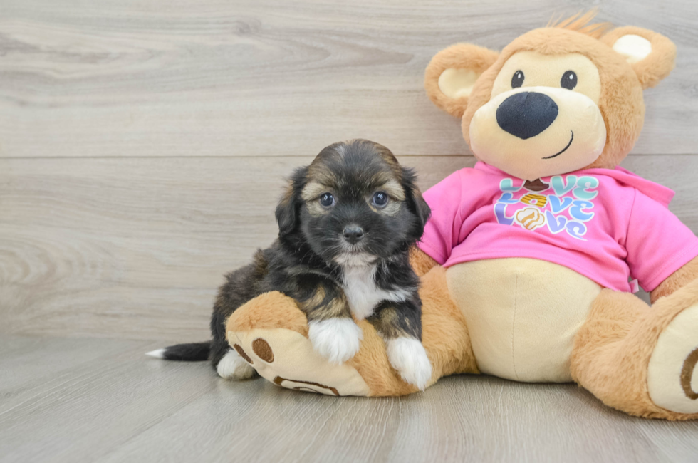 5 week old Saussie Puppy For Sale - Pilesgrove Pups