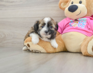 5 week old Saussie Puppy For Sale - Pilesgrove Pups
