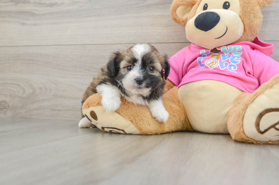 5 week old Saussie Puppy For Sale - Pilesgrove Pups