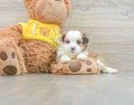 6 week old Saussie Puppy For Sale - Pilesgrove Pups