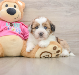 6 week old Saussie Puppy For Sale - Pilesgrove Pups