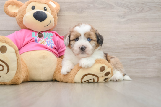 Saussie Puppy for Adoption