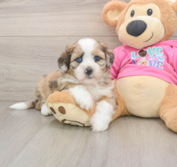 6 week old Saussie Puppy For Sale - Pilesgrove Pups