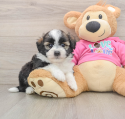 6 week old Saussie Puppy For Sale - Pilesgrove Pups